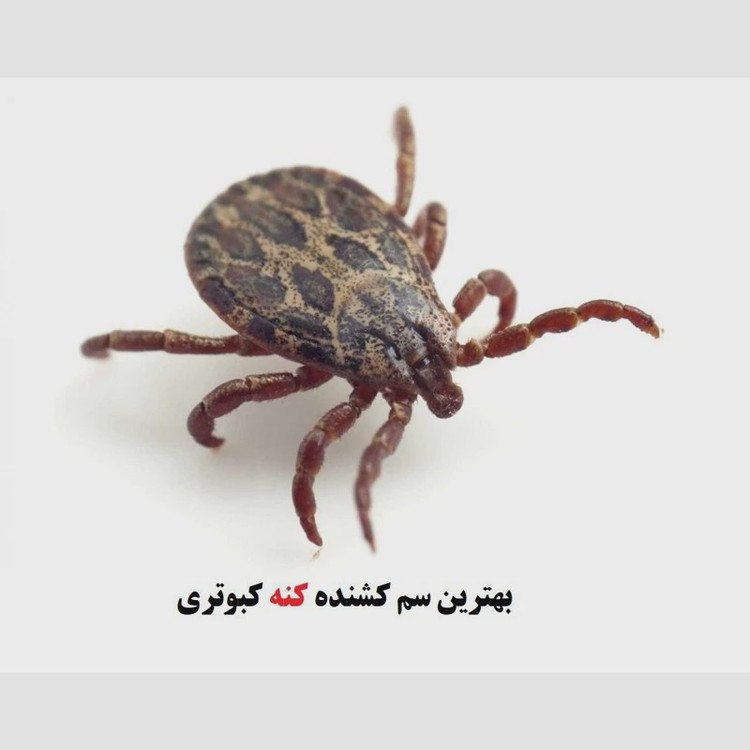 سم کک کش کلین اپ ( خارجی وقدرتمند)