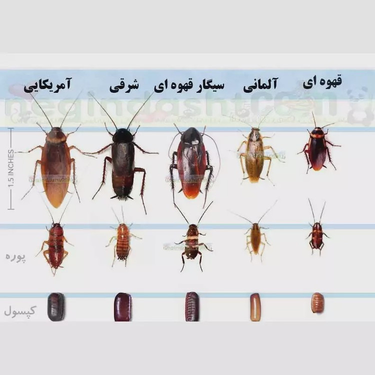 سم یک لیتری سوسک کش ریز و درشت ریپلزال بدون بو ، ارسال رایگان مدل 1