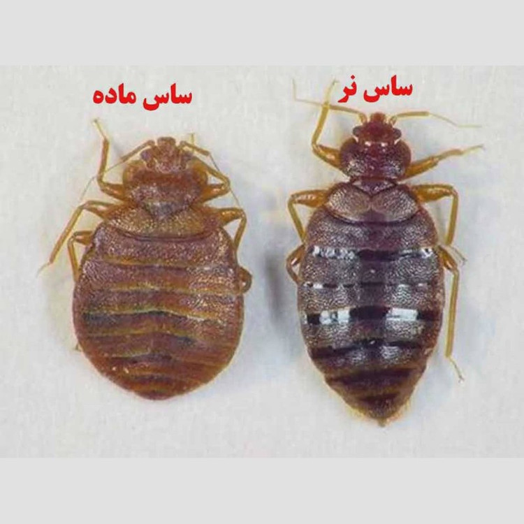 سم کشنده ساس خارجی پیرانا 5لیتری(ارسال رایگان)
