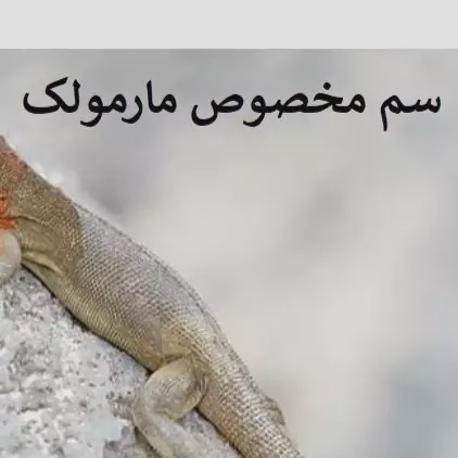 سم مارمولک کش لیزارد کشنده ترین سم ارسال رایگان مدل 1