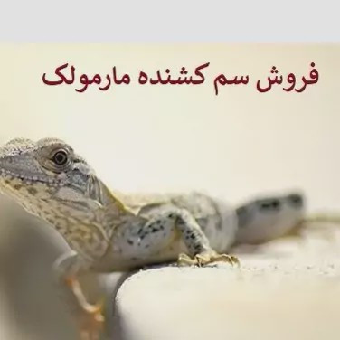 سم مارمولک کش لیزارد کشنده ترین سم ارسال رایگان مدل 1