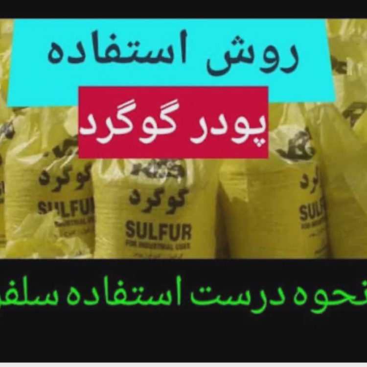 پودر گوگرد کشنده ساس پالایشگاهی یک کیلویی مخصوص ساس ارسال رایگان به همراه یک عدد سمپاش سرنوشابه ای مدل 1