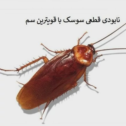 بهترین سم سوسک- سم ریپلزال