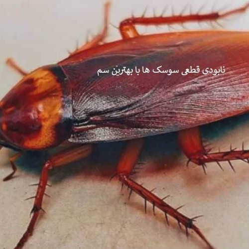 بهترین سم سوسک- سم ریپلزال