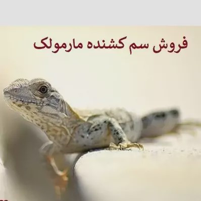 سم مارمولک کش ساویر بدون بو ارسال رایگان مدل 1