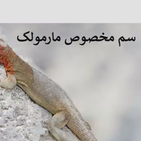 سم مارمولک کش ساویر بدون بو ارسال رایگان مدل 1