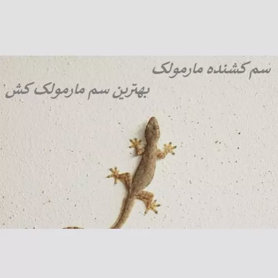 سم مارمولک کش ساویر بدون بو ارسال رایگان مدل 1
