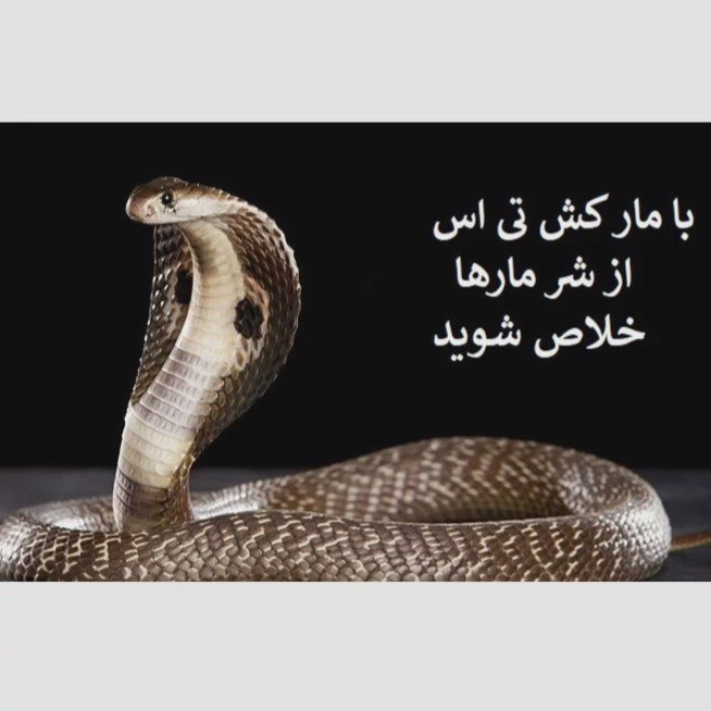 راه حل سریع برای دفع مارها با سم تی اس
