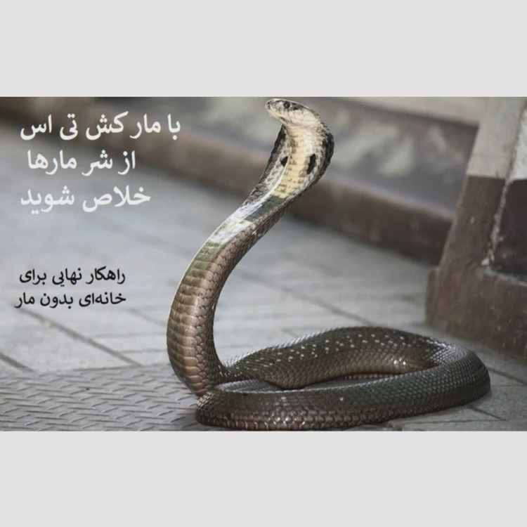 راه حل سریع برای دفع مارها با سم تی اس