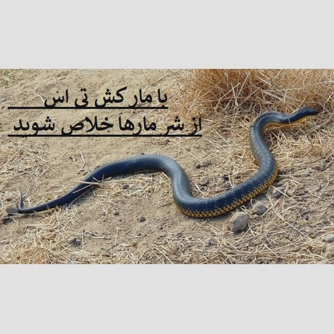 راه حل سریع برای دفع مارها با سم تی اس