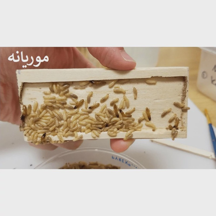 سم مورچه کش و موریانه کش همه فن حریف قدرتمند آمادرو ارسال رایگان