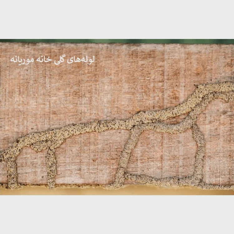 سم مورچه کش و موریانه کش همه فن حریف قدرتمند آمادرو ارسال رایگان