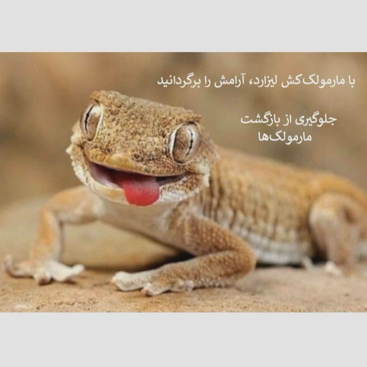 سریع از شر مارمولک خلاص شوید لیزارد