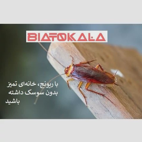 پایان قطعی سوسک های فاضلابی با سم ریونج