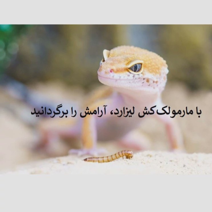 سریع از شر مارمولک خلاص شوید لیزارد