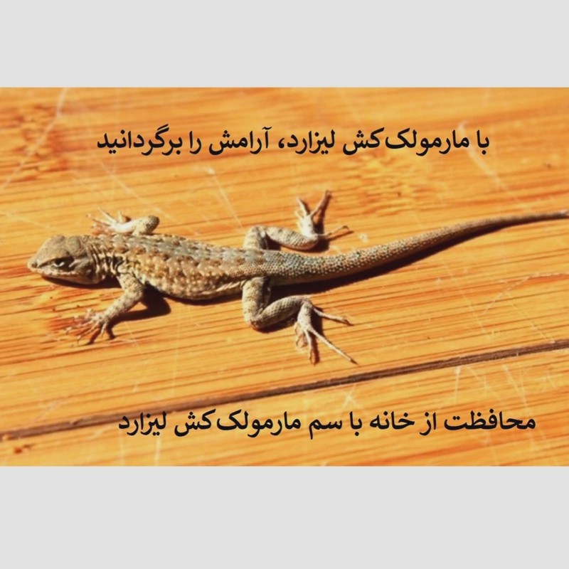 سریع از شر مارمولک خلاص شوید لیزارد