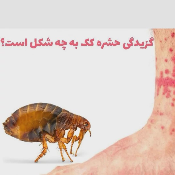 سم کک کش کلین آپ نابود کننده انوع کک ها یک لیتری ارسال رایگان
