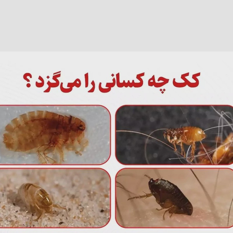 سم کک کش کلین آپ نابود کننده انوع کک ها یک لیتری ارسال رایگان