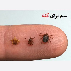 سم کنه کش مکس فورس ارسال رایگان
