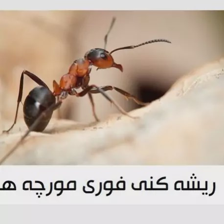 سم مورچه کش انت کیلر بدون بو ارسال رایگان مدل 1