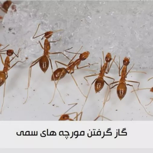 سم مورچه کش انت کیلر بدون بو ارسال رایگان مدل 1