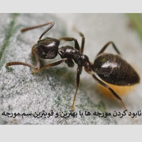 نابودی مورچه ها از خانه با بهترین سم انت کلیر