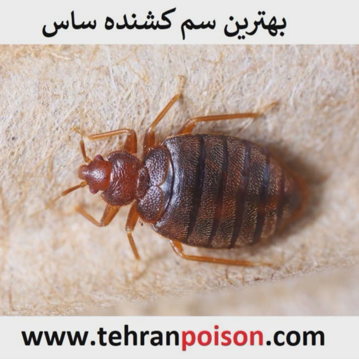 سم ساس کش پیرانا(پس کرایه)
