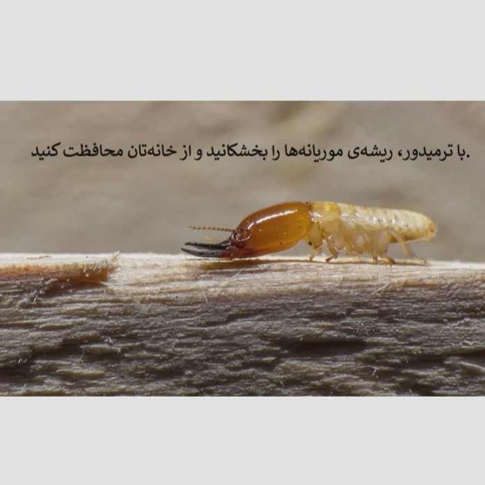 نابودی موریانه ها با بهترین سم ترمیدور