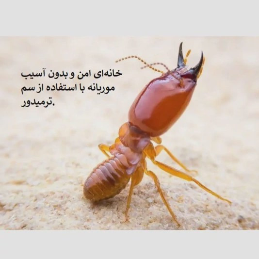 نابودی موریانه ها با بهترین سم ترمیدور