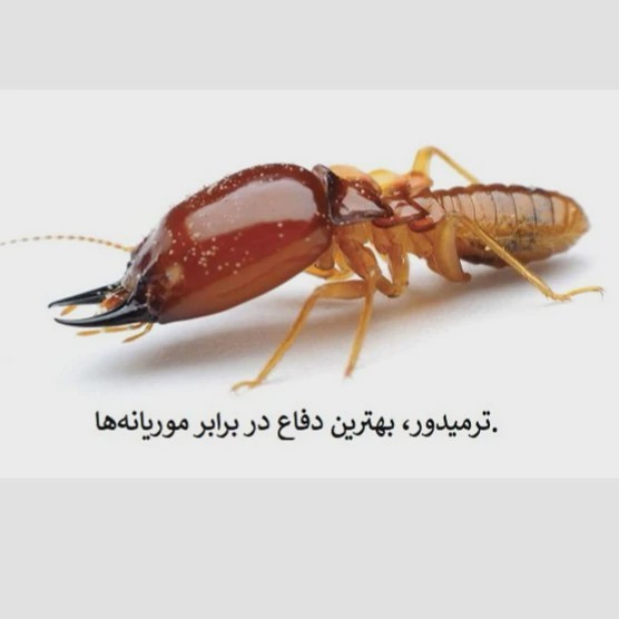 نابودی موریانه ها با بهترین سم ترمیدور