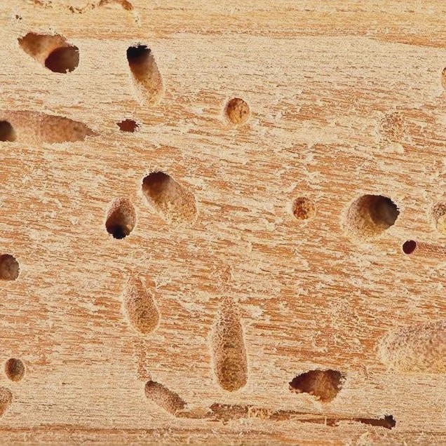 سم موریانه کش آمادرو رقیب سرسخت موریانه ارسال رایگان