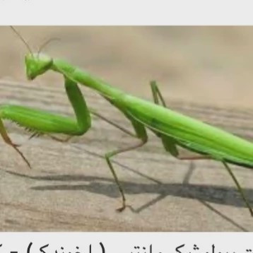 سم ملخ کش و آخوندک کش آکواپای آلمانی ارسال رایگان