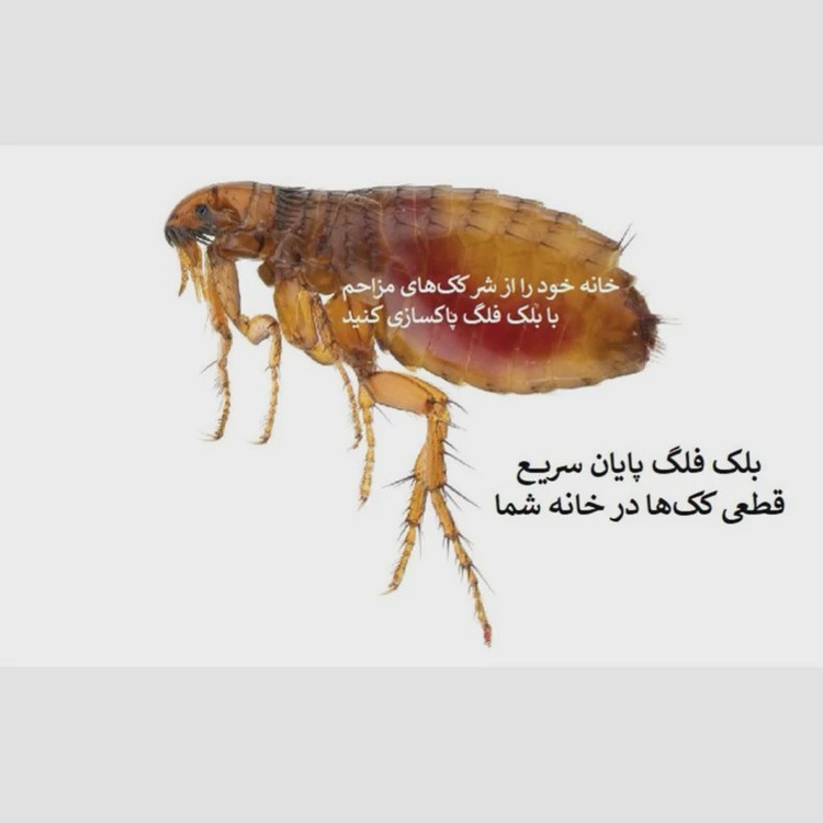 نابودی کک ها با سم کلین آپ