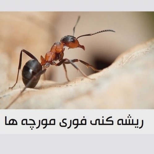 سم مورچه کش انت کیلر قاتل مورچه های زرد ریز ارسال رایگان