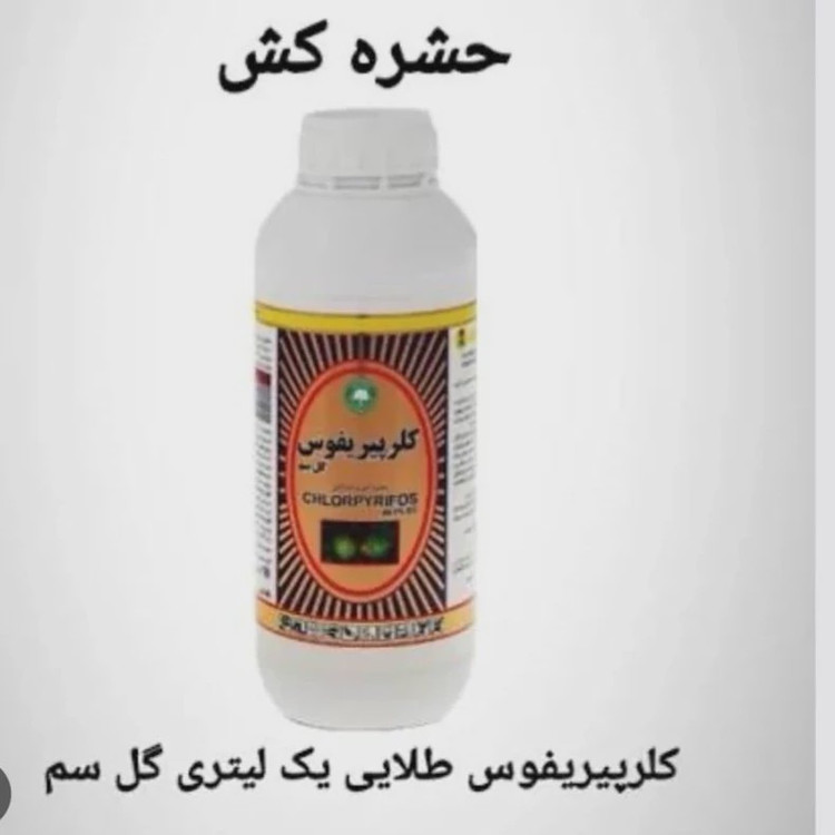 سم حشره کش کلر پیر یفوس قدرتمند