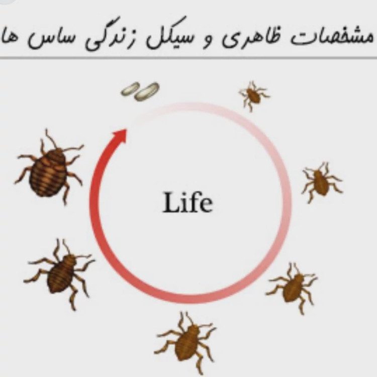 سم 4 لیتری نسخه اصلی پیرانا Pyranha اورجینال ارسال رایگان