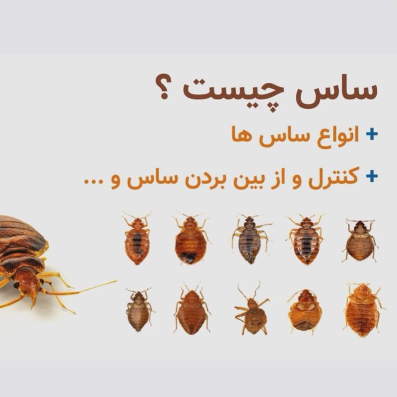 سم 4 لیتری نسخه اصلی پیرانا Pyranha اورجینال ارسال رایگان