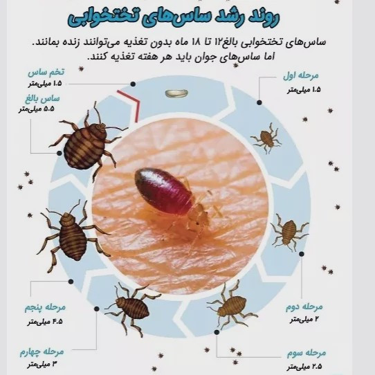 سم 4 لیتری نسخه اصلی پیرانا Pyranha اورجینال ارسال رایگان