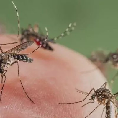 سم پشه کش بات بدون بو ارسال رایگان مدل 1