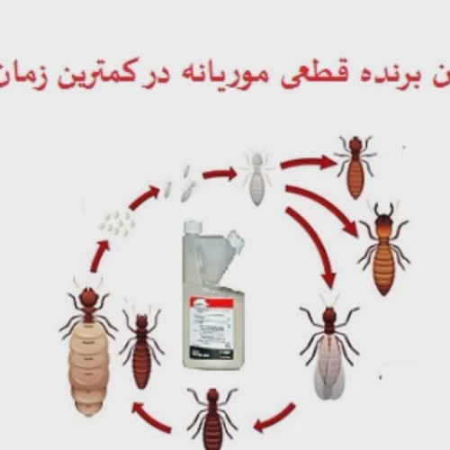 سم موریانه کش ترمیدور Termidor با ضمانت نسخه اورجینال ارسال رایگان