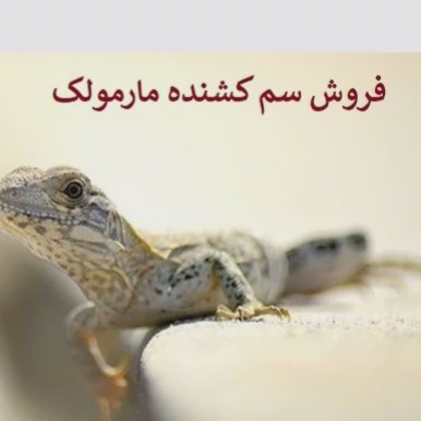 سم مارمولک کش آکوشام تحت لیسانس چینی ارسال رایگان