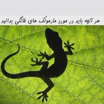 سم مارمولک کش آکوشام تحت لیسانس چینی ارسال رایگان