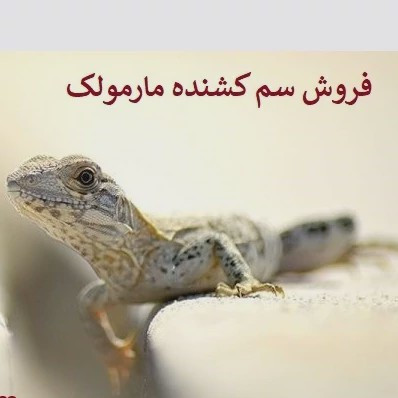 سم مارمولک کش ساویر بدون بو ارسال رایگان