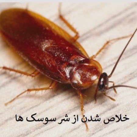 بهترین سم برای از بین بردن سوسک آکواپای